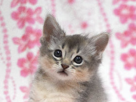 ソマリ　ブルー　めす　（２４年６月１９日生れ）